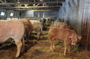 Boucherie Bidegain - Photographie #13