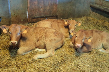 Boucherie Bidegain - Photographie #14