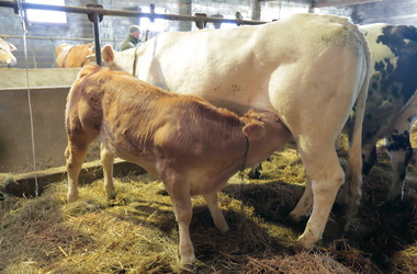 Boucherie Bidegain - Photographie #15