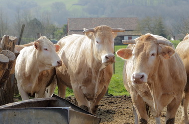 Boucherie Bidegain - Photographie #21