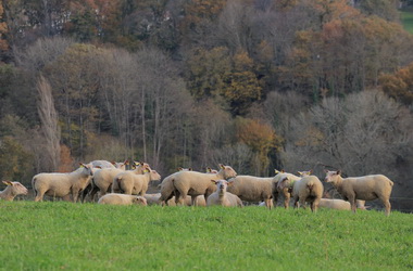 Boucherie Bidegain - Photographie #23